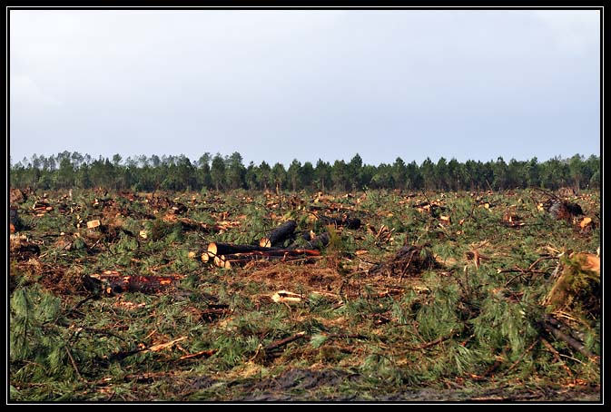 Tempête Klaus-2009 (7)
